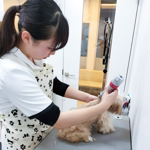 トリマー兼任動物看護助手 内田真優